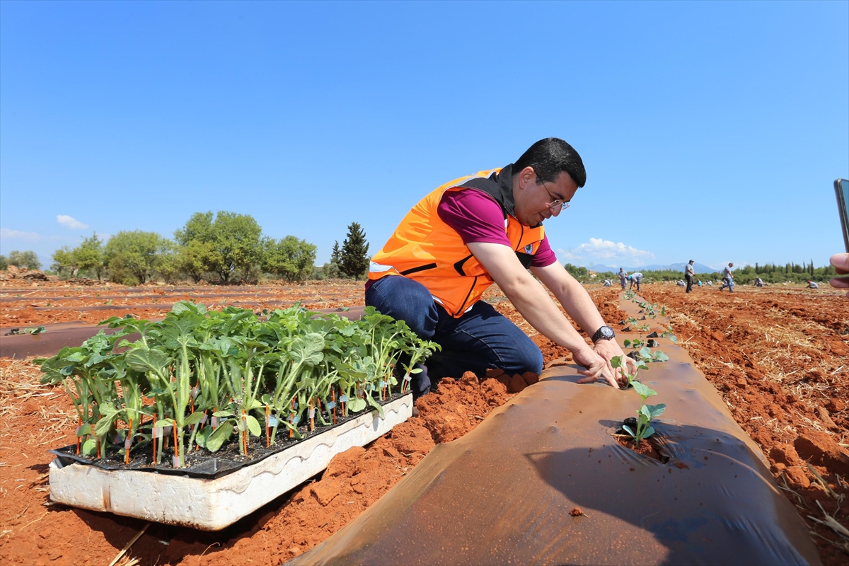 Antalya'da belediyenin tarlaya dönüştürdüğü alanda karpuz, kavun yetiştirilecek