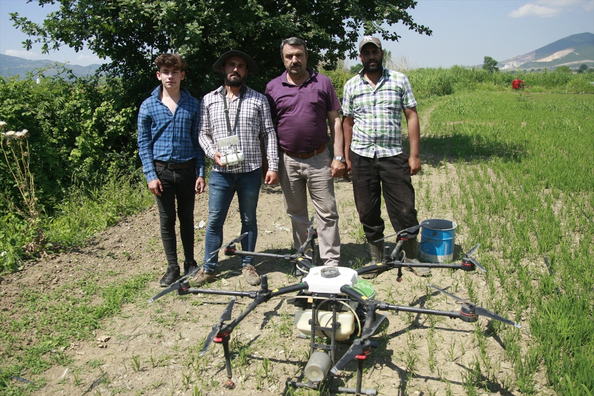 Bursa'da çeltik tarlaları drone ile ilaçlanıyor