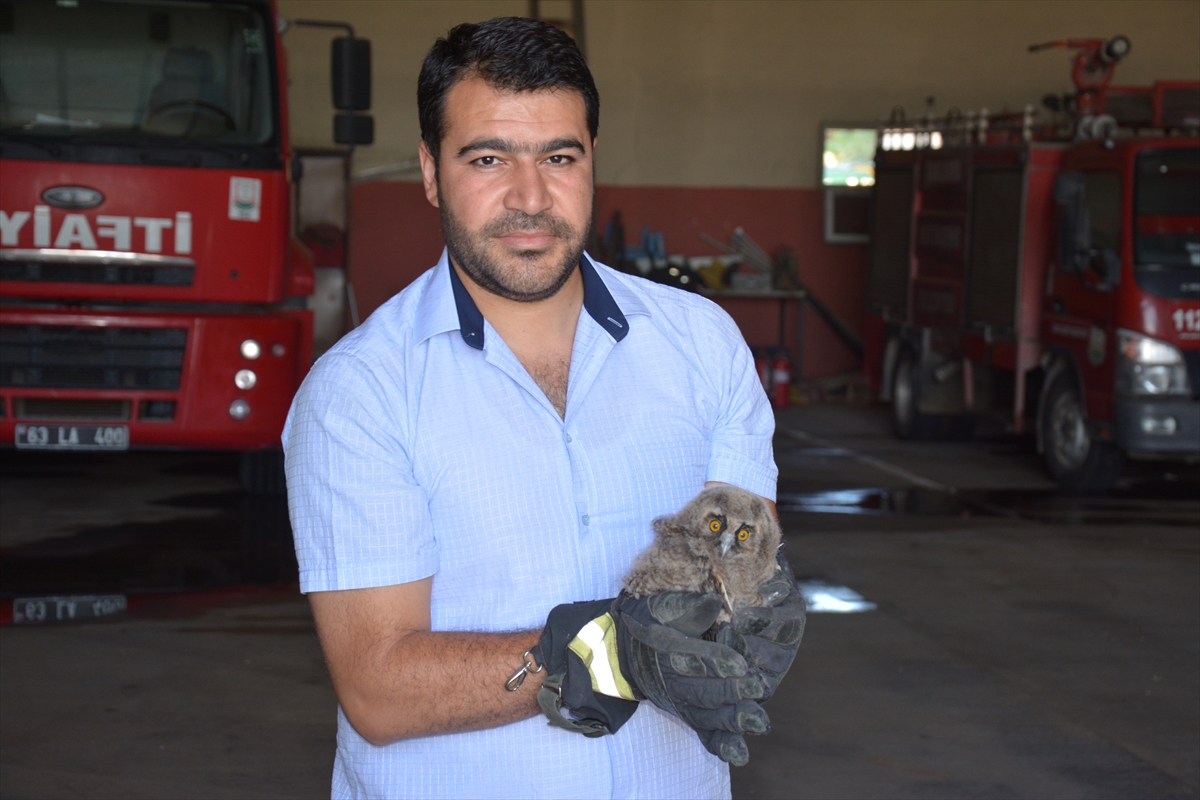 Şanlıurfa'da kulaklı orman baykuşu yavrusu koruma altına alındı