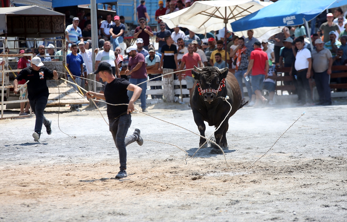 Aydın'da Germencik 6. Geleneksel Boğa Güreşi Festivali yapıldı