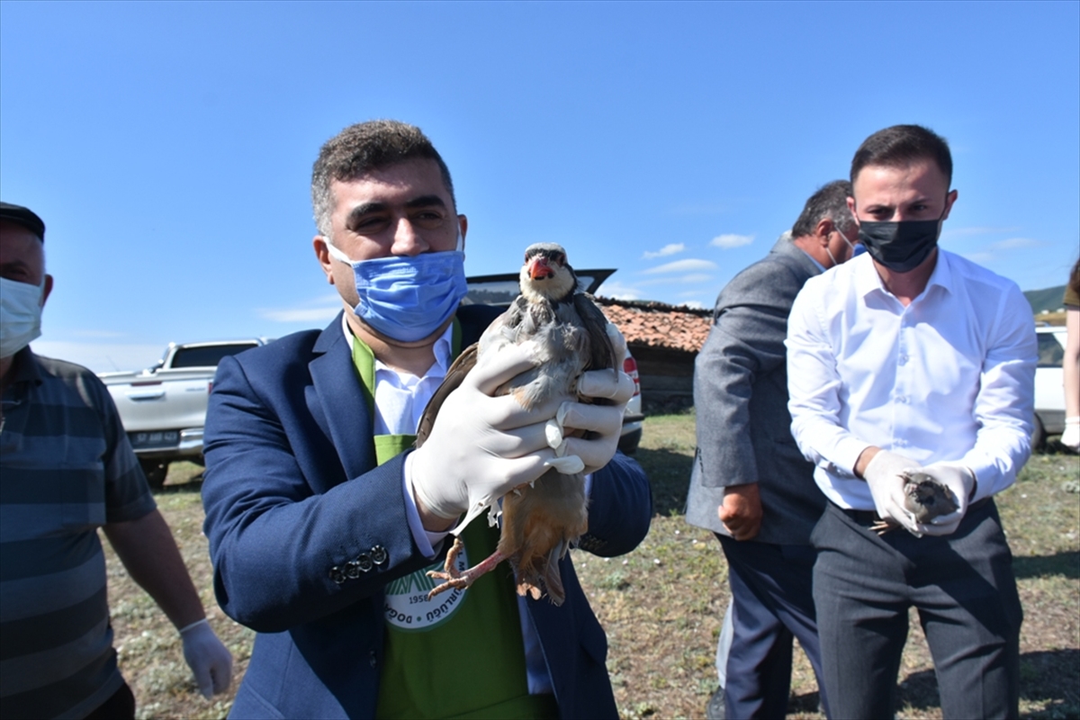 Sinop'ta popülasyonunun artırılması için doğaya 250 keklik salındı