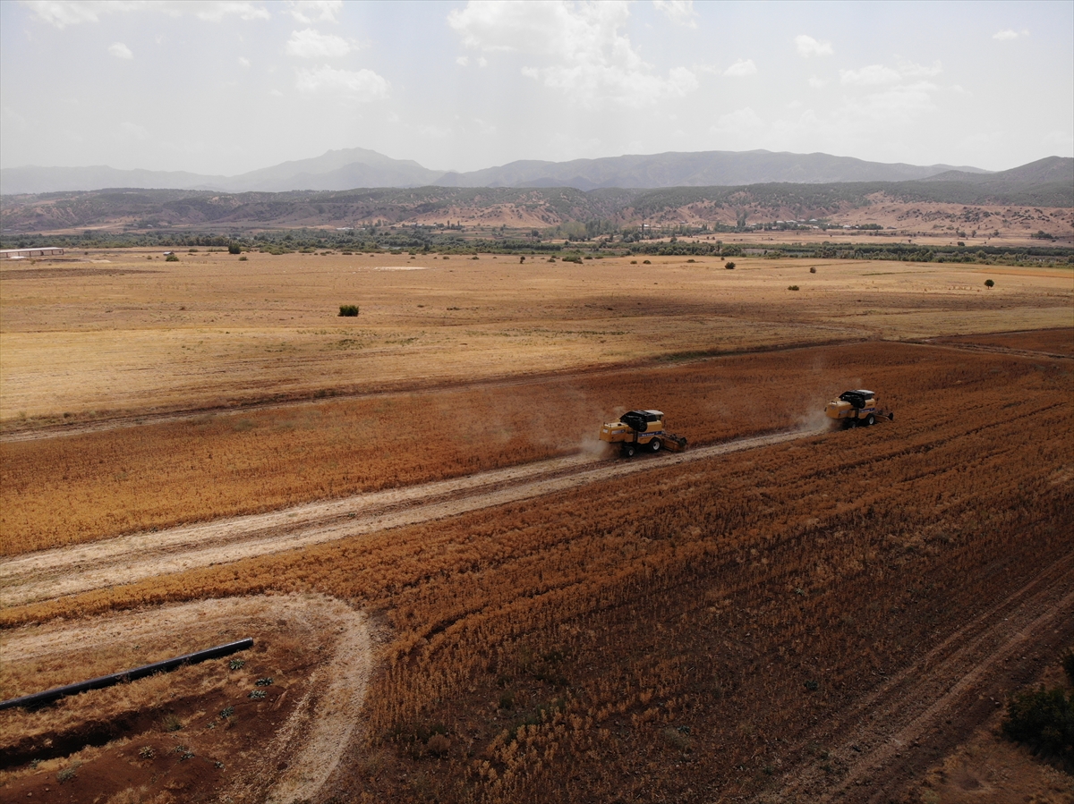 Bingöl'de verimsiz toprağa can veren aspir, üreticiye alternatif gelir olacak