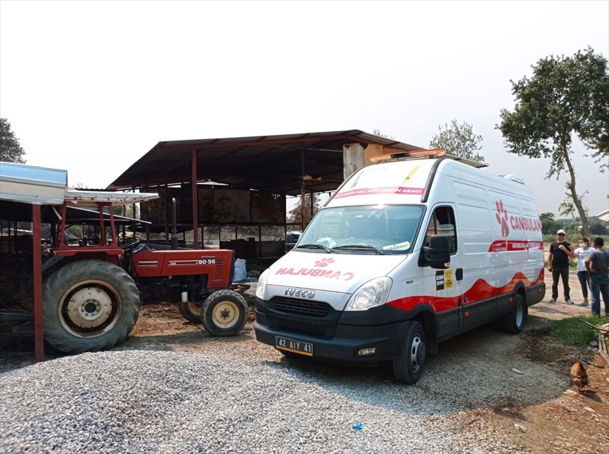 “Canbulan”, Manavgat'taki yangında yaralanan hayvanların hayata tutunmasını sağlıyor