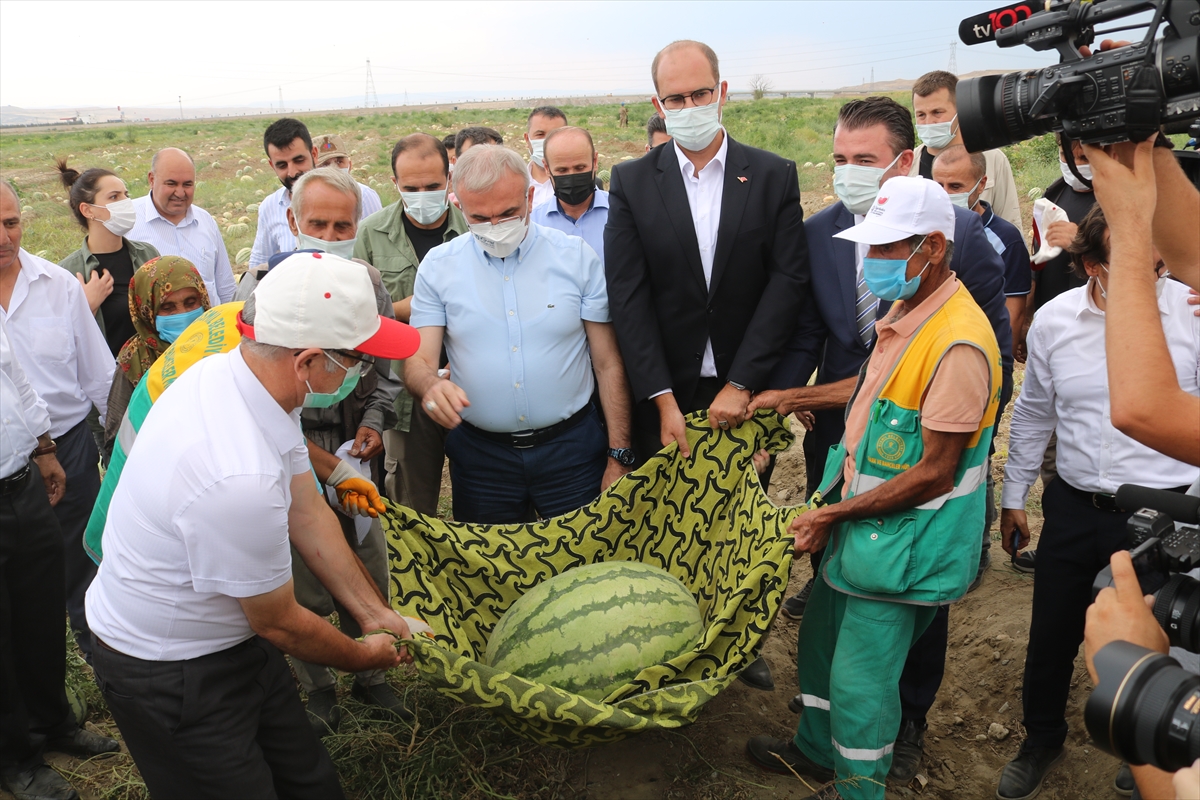 Diyarbakır'da ağırlığıyla yarışacak karpuzlar hasat edilmeye başlandı