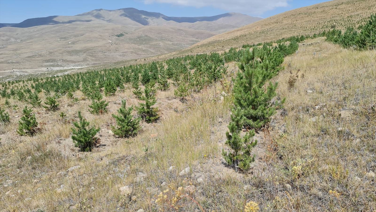 Erzurum'un kıraç ve çorak toprakları fidanlarla vahaya dönüştü