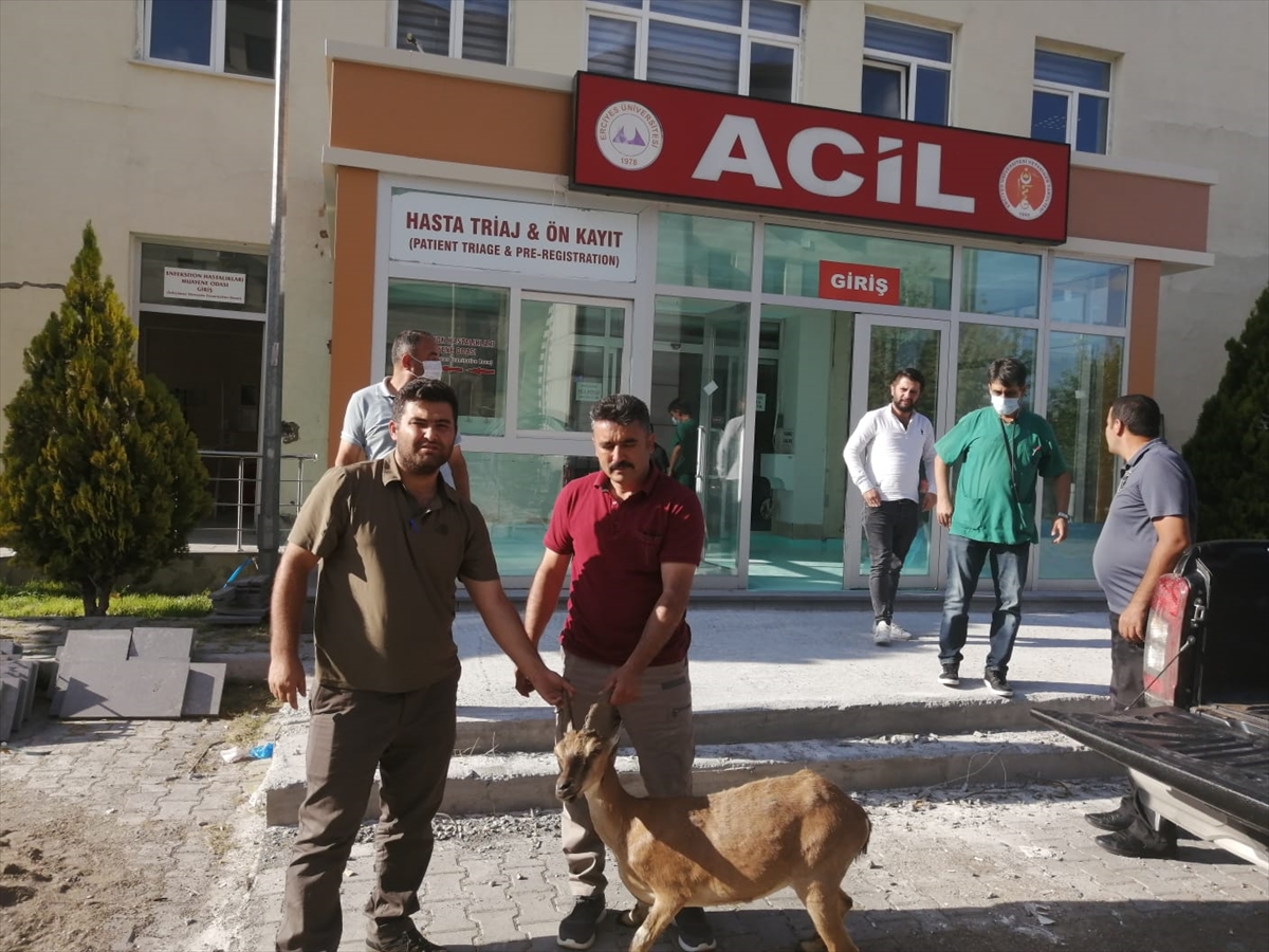 Kayseri'de hasta yaban keçisi koruma altına alındı