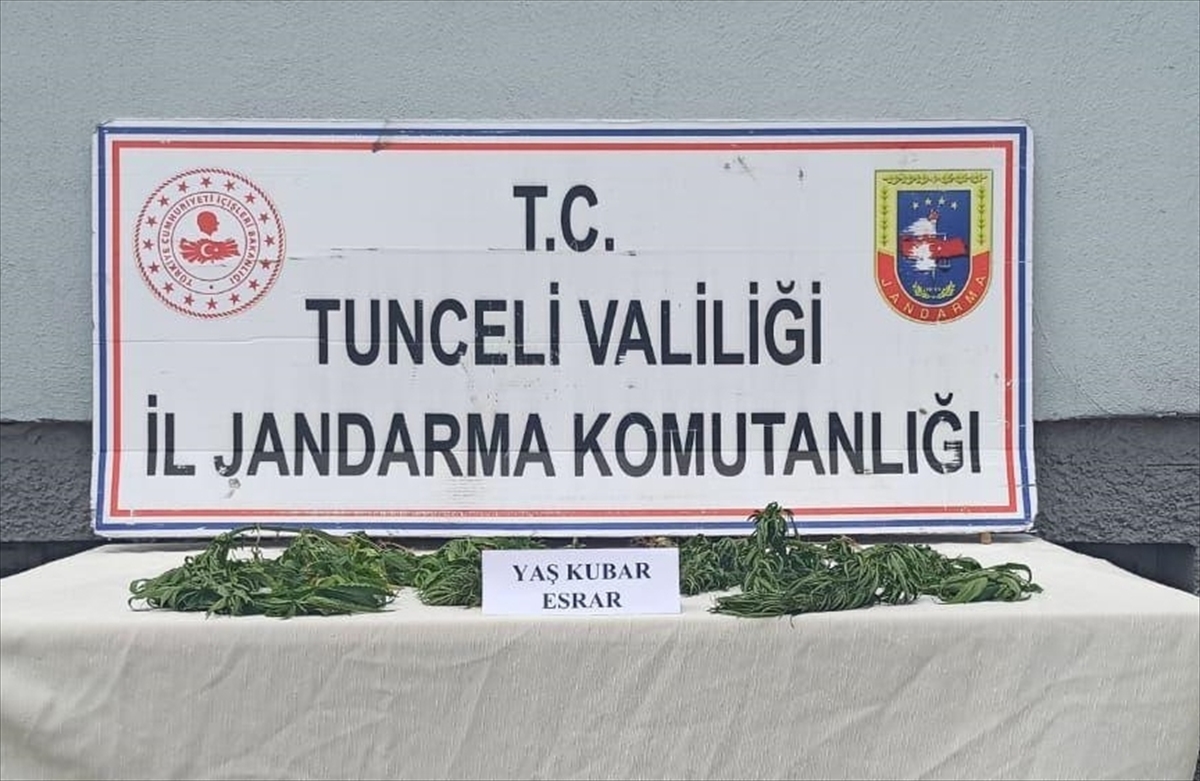 Tunceli'de bir kişi evinde esrar yetiştirdiği iddiasıyla gözaltına alındı