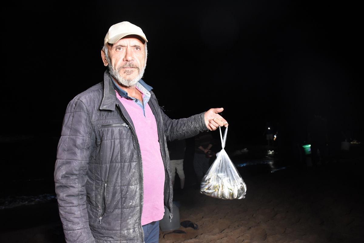 Batı Karadeniz'de tonlarca balık kıyıya vurdu; eline çuvalı, kovayı alan sahile koştu