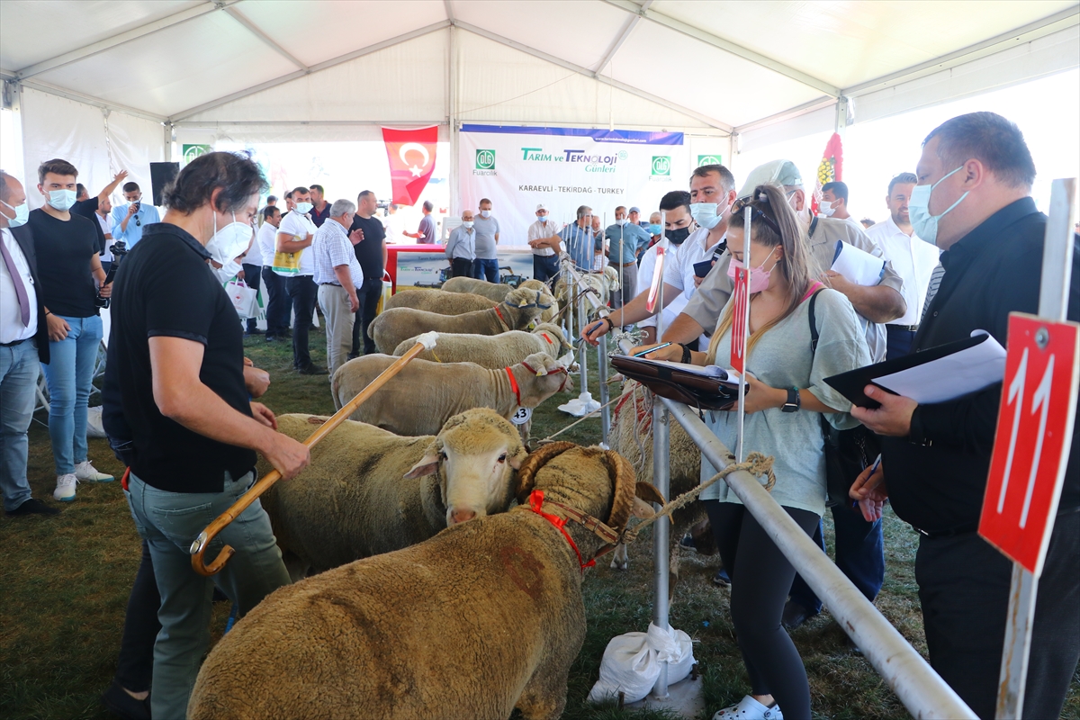 Tekirdağ'da “koç güzellik” yarışması yapıldı