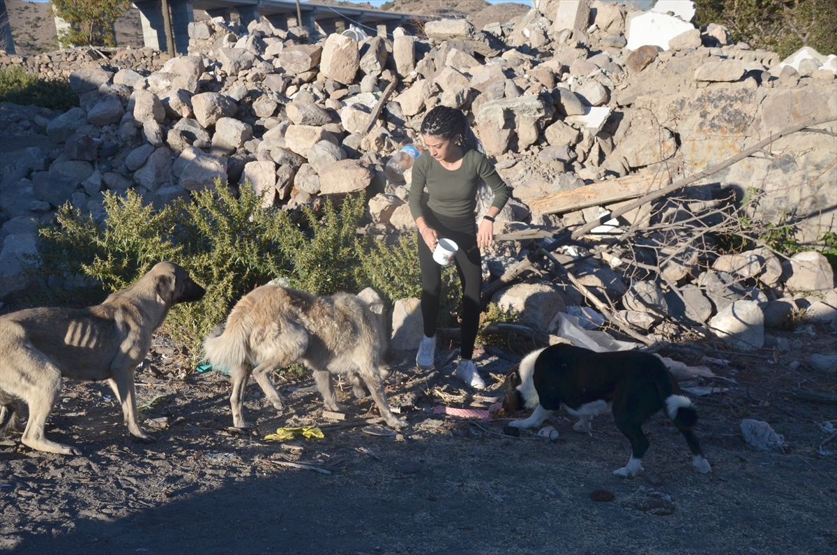 Baraj nedeniyle boşaltılan köyde sahipsiz kalan köpekler destek bekliyor