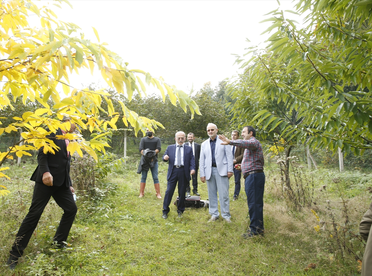 Samsun'da tescilli kestanelerin hasadına başlandı