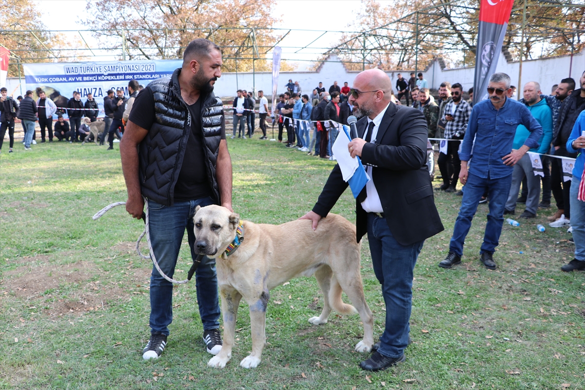 Türk çoban köpeği ırkları, sokak köpekleri için podyuma çıktı