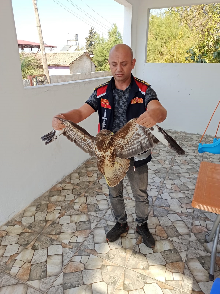 Hatay'da evin balkonunda yaralı bulunan şahin tedaviye alındı