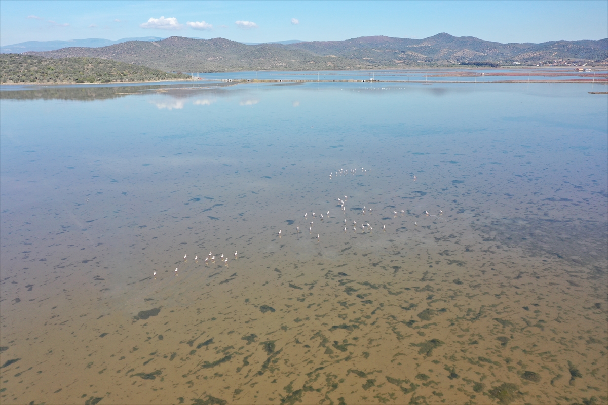 Muğla'daki Tuzla Sulak Alanı göçmen kuşların akınına uğradı