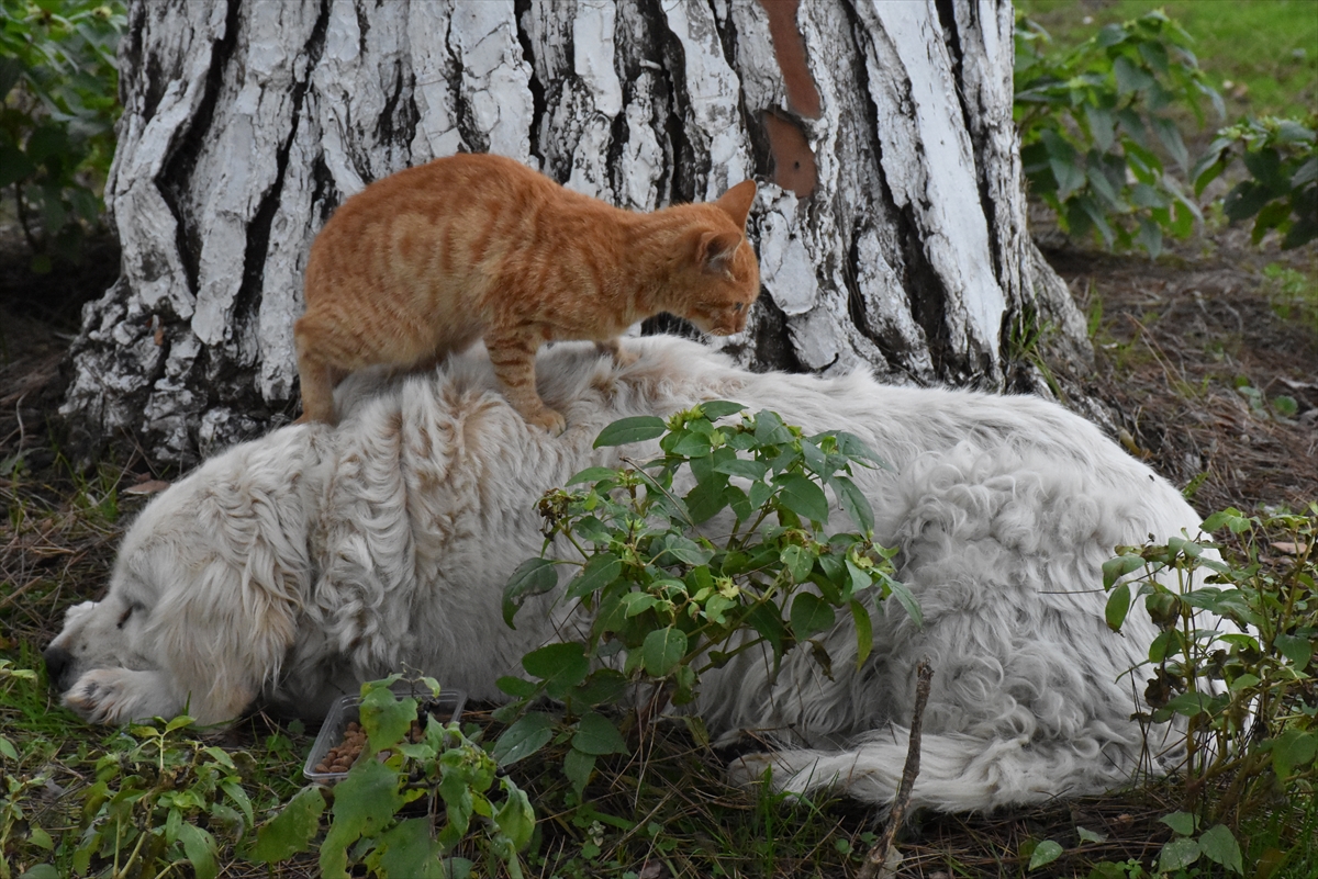 Ordu'da kedi ile köpeğin dostluğu görenleri şaşırtıyor