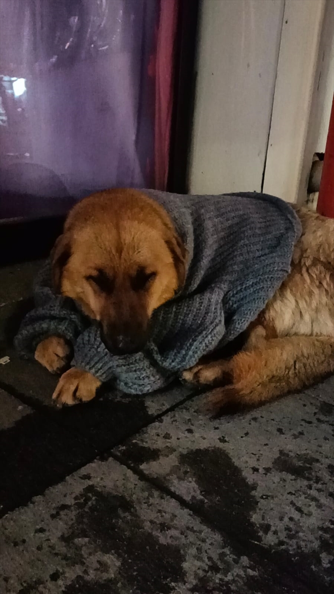 Bolu'da kızıyla alışverişe çıkan anne, üşüyen köpeği kazakla ısıtmaya çalıştı