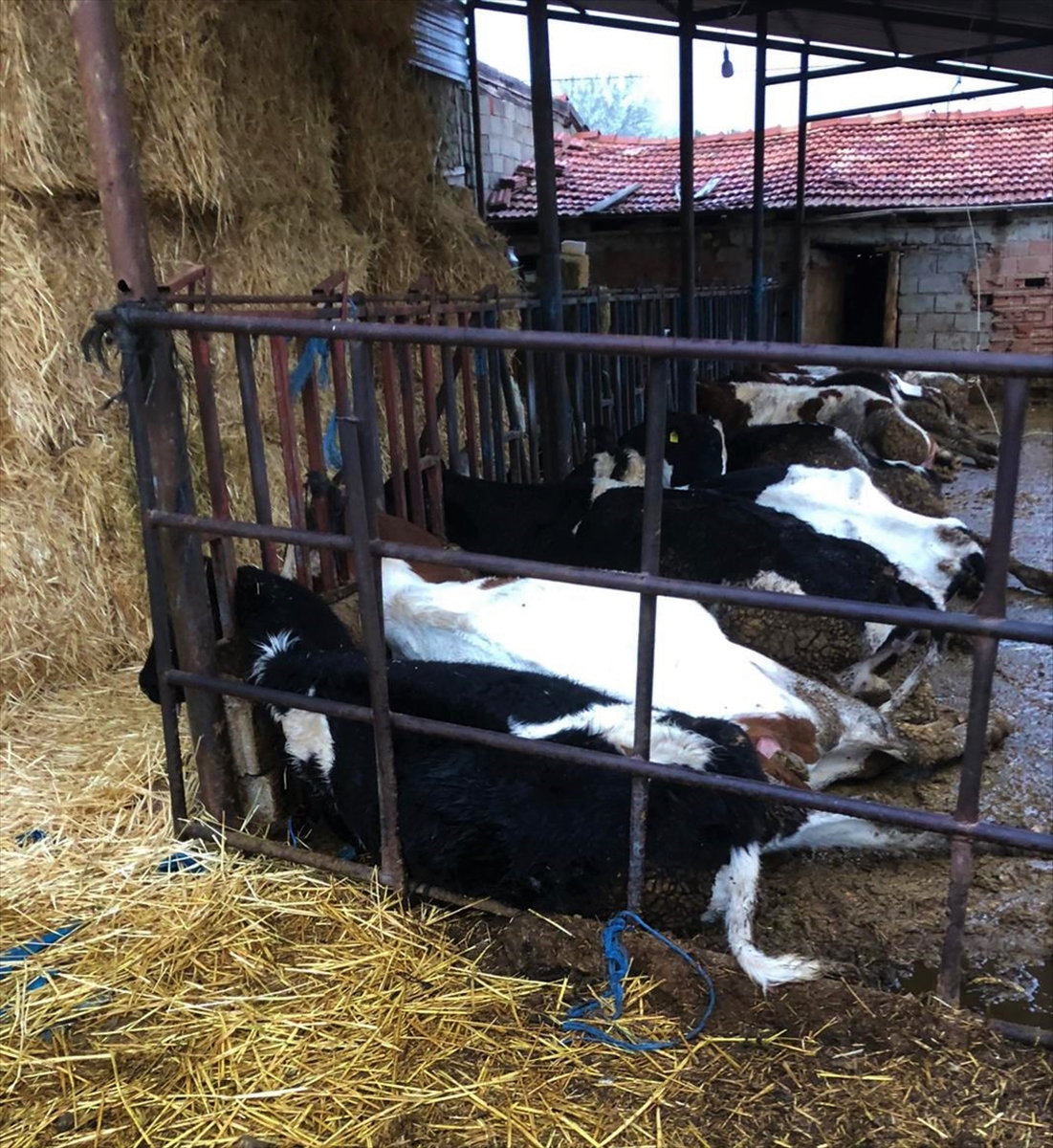 Burdur'da elektrik akımına kapılan 13 inek telef oldu