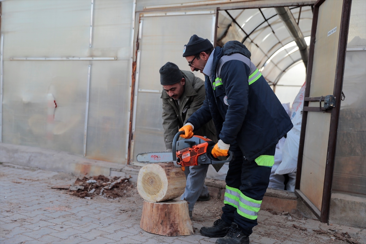 Nevşehir'de budanan ağaçlar dar gelirli ailelere yakacak oluyor