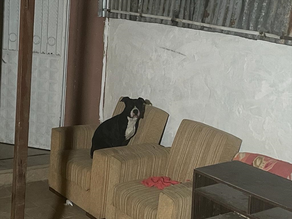 Sivas'ta bir evin bahçesinde yakalanan yasaklı ırk köpek barınağa götürüldü