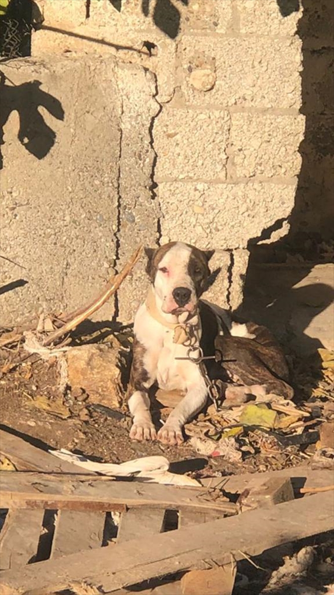 Adana'da polis, geçen yıl sokağa terk edilen “yasaklı ırk” 70 köpeği barınağa yerleştirdi