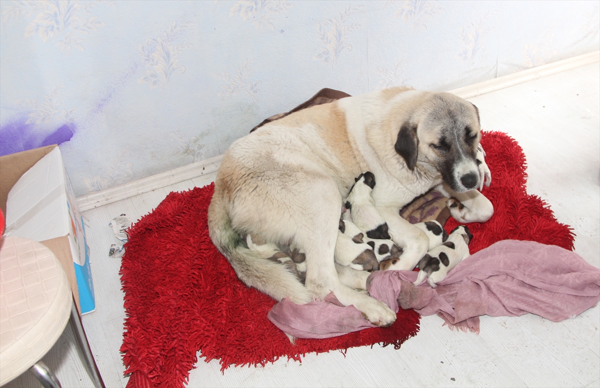 Amasya'da sokakta doğum yapan köpek ile yavrularına esnaf sahip çıktı