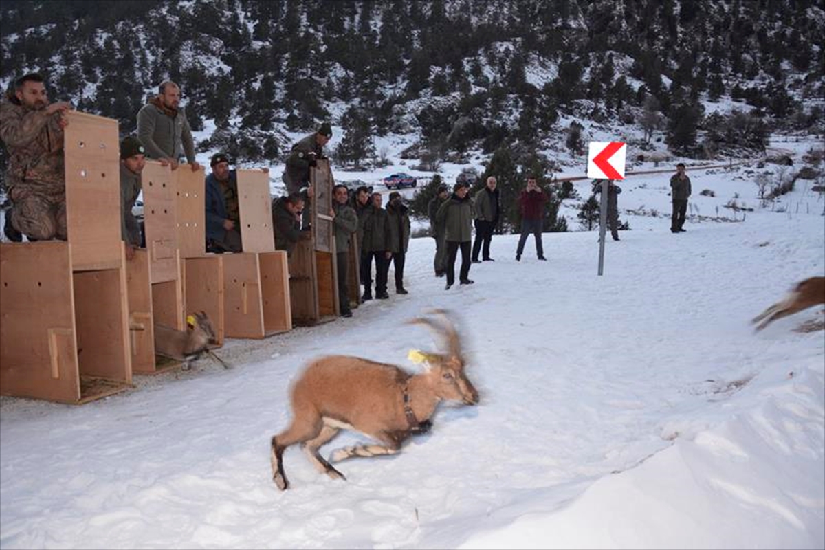 Burdur'daki Karanlıkdere Kanyonu'na 7 yaban keçisi bırakıldı