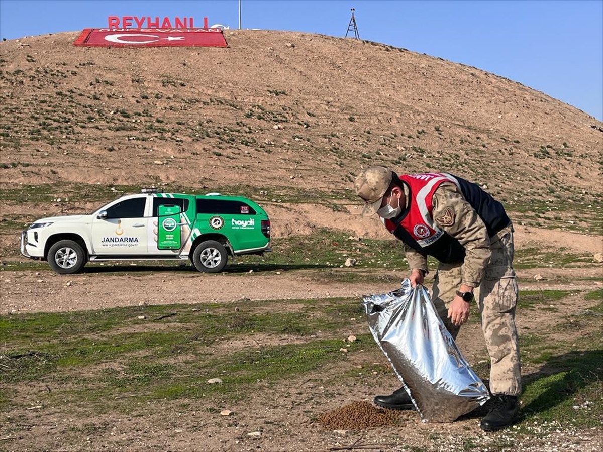 Hatay'da jandarmadan sokak hayvanlarına mama ve su desteği