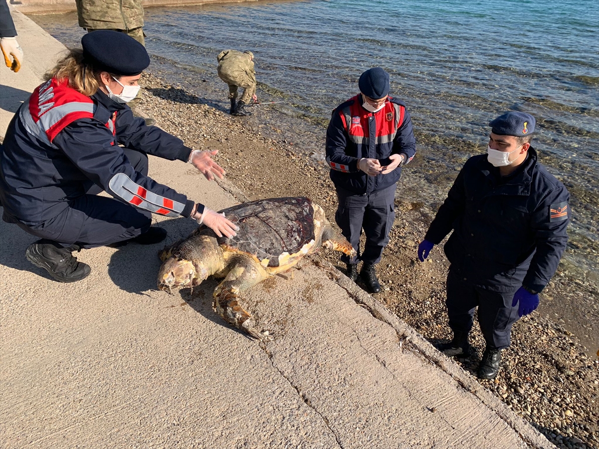 İzmir'de ölü caretta caretta bulundu