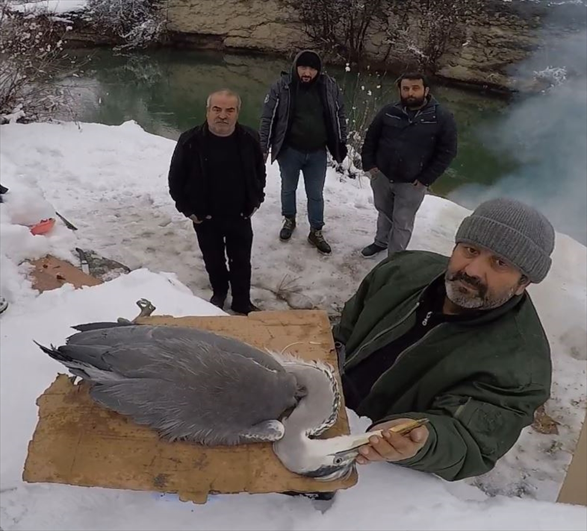 Karabük'te yaralı bulunan gri balıkçıl tedaviye alındı