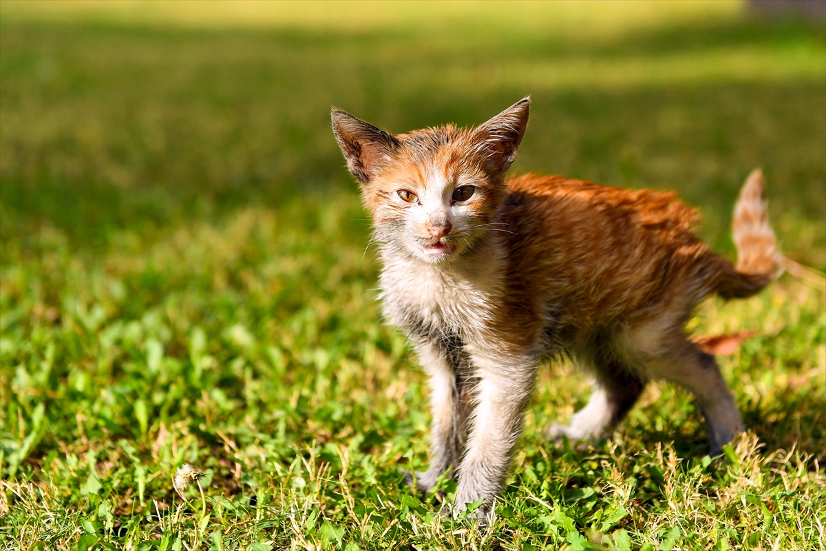 Mersin'de yaralı bulunan kedi yavrusu tedaviye alındı