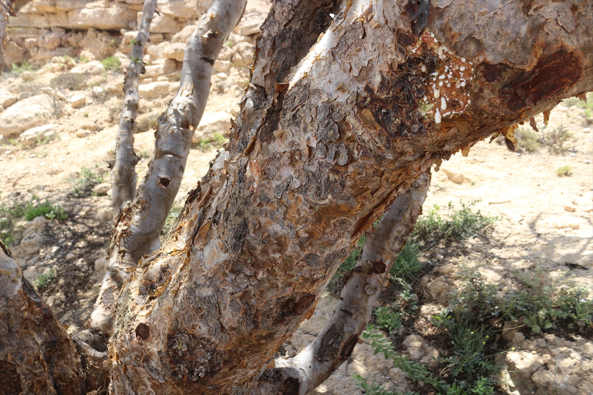 Umman'da yetişen “kündür ağacı” antik çağlardan günümüze önemini koruyor