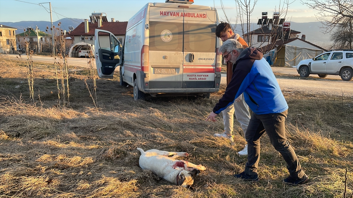 Bolu'da sokak köpeğini vuran kişi gözaltına alındı