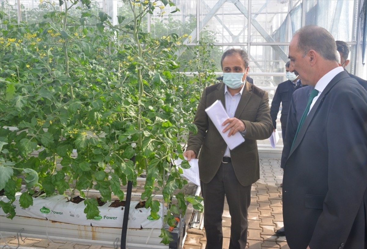 Kırşehir'de topraksız tarımda alternatif ürün projeleri yürütülüyor