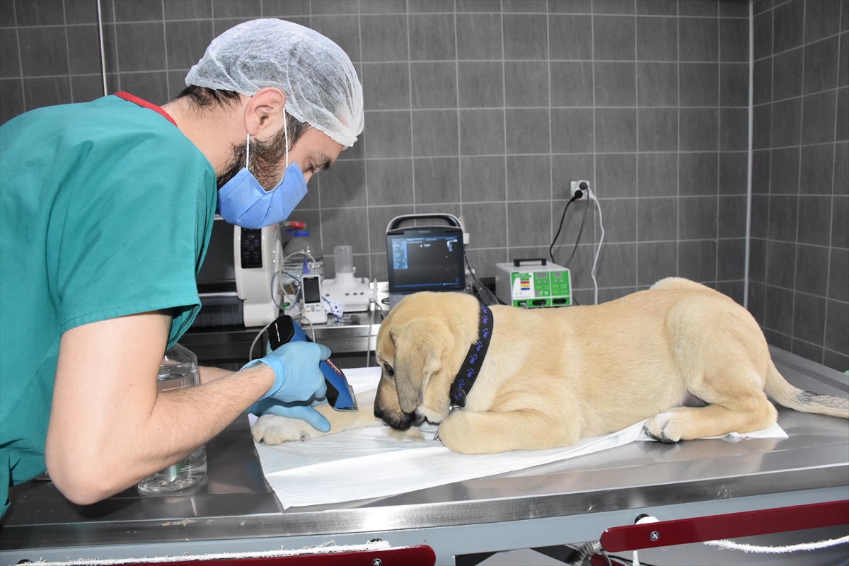 Belediyenin hayvan barınağı, iş insanının desteğiyle hayvan hastanesi oldu