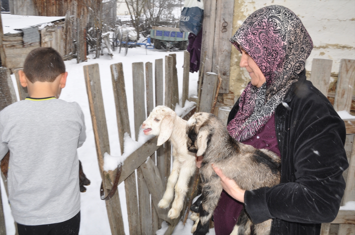 Donmasınlar diye eve aldıkları üçüz oğlaklara çocukları gibi bakıyorlar