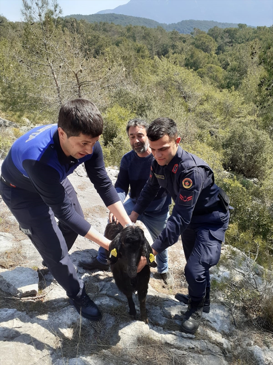 Fethiye'de çukurda mahsur kalan keçi kurtarıldı