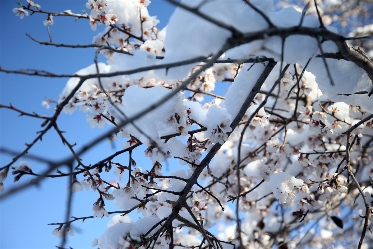 Kahramanmaraş'ta çiçek açan badem ağaçları karla kaplandı