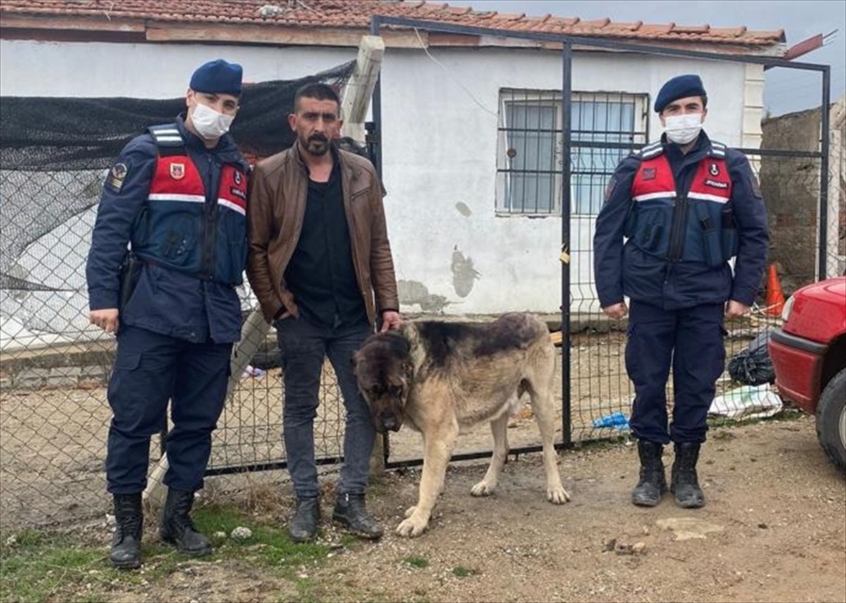 Kırıkkale'de çaldığı köpeği tanınmaması için boyayan şüpheli yakalandı