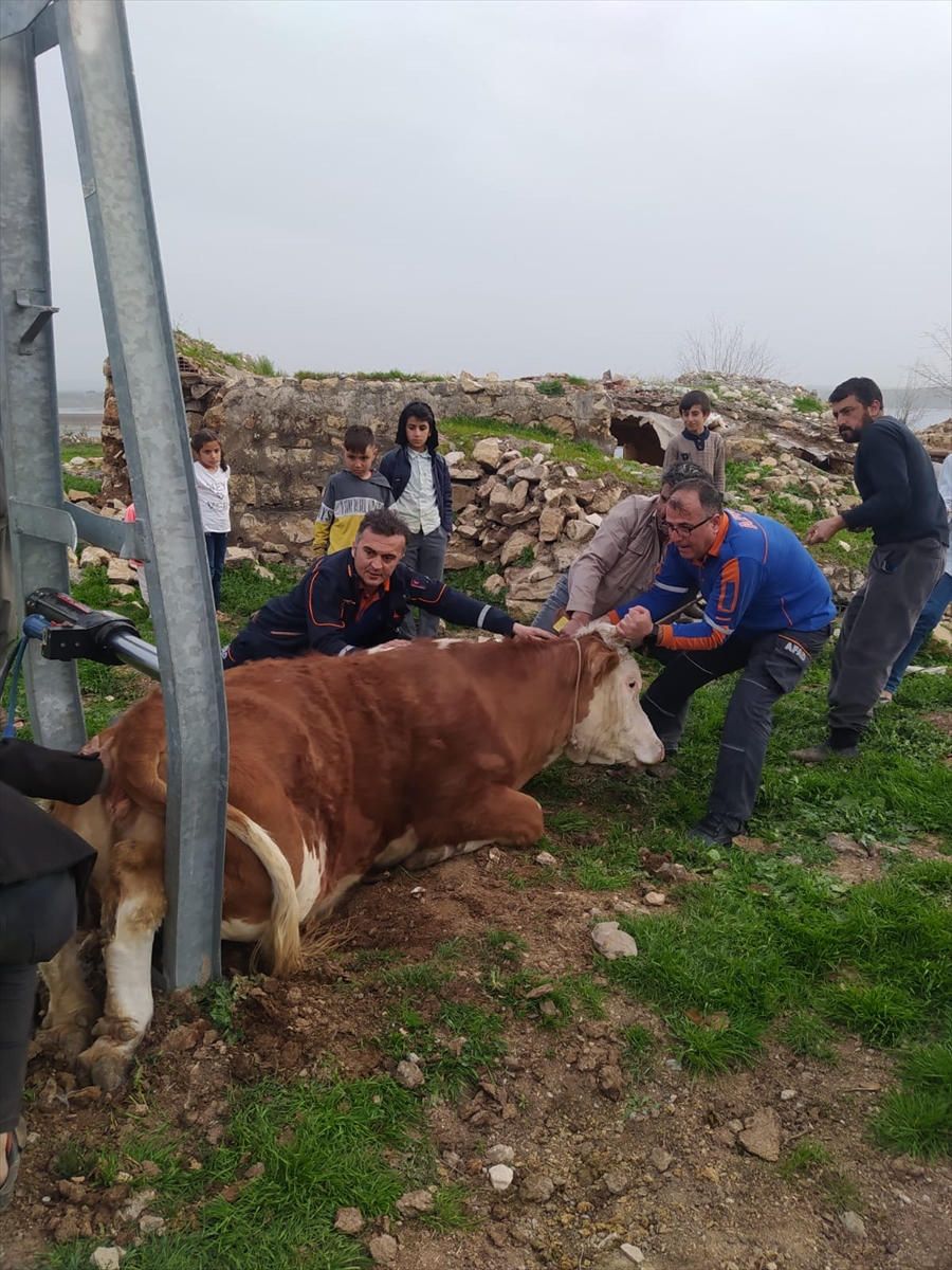 Adıyaman'da elektrik direğine sıkışan inek kurtarıldı