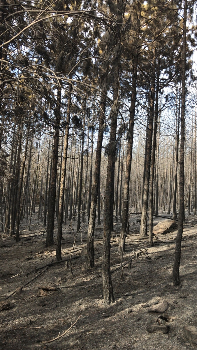 GÜNCELLEME – Balıkesir'de ormanlık alanda çıkan yangın kontrol altına alındı