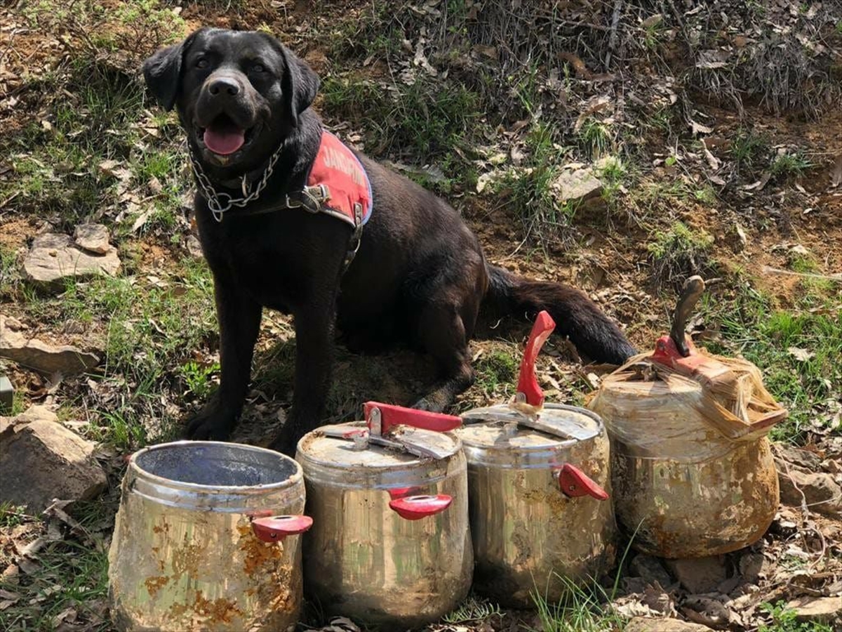 Bingöl'de 4 düdüklü tencerede 80 kilogram el yapımı patlayıcı bulundu