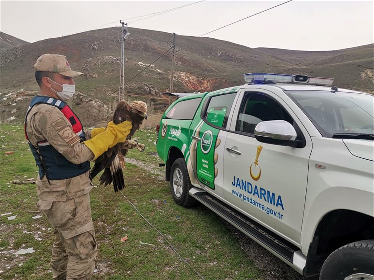 Erzincan'da bulunan yaralı kaya kartalı tedaviye alındı