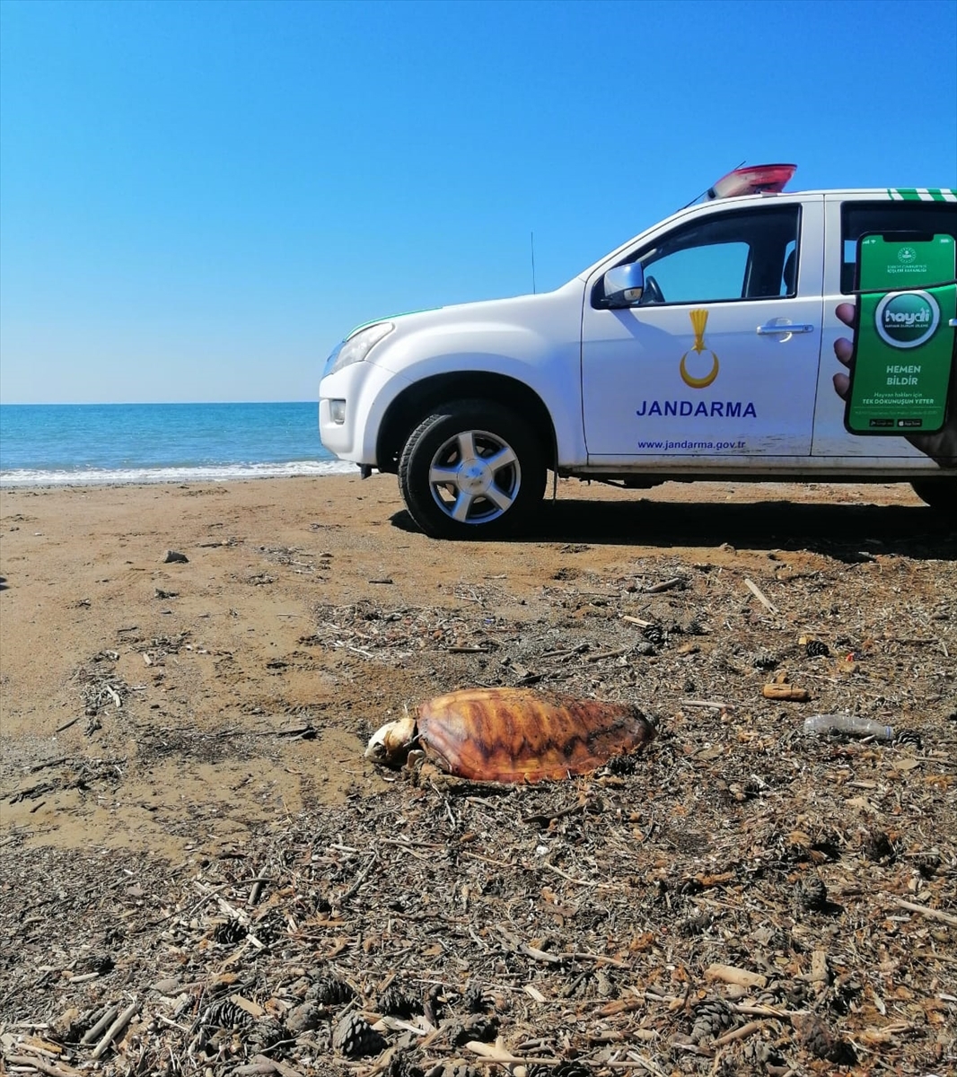 Manavgat'ta sahile vurmuş 4 ölü caretta caretta bulundu
