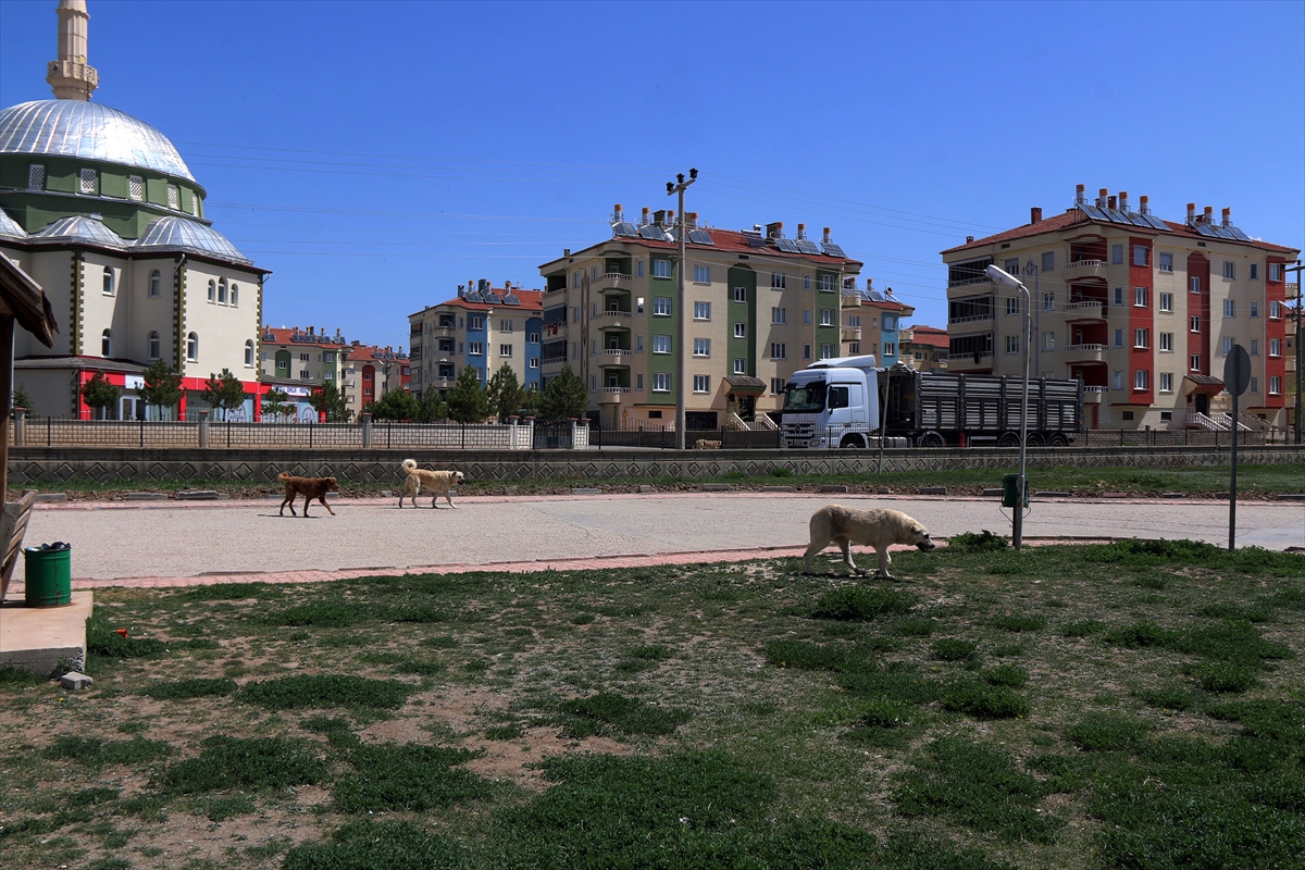 Sivas'ta sahipsiz köpeklerin saldırdığı çocuk yaralandı