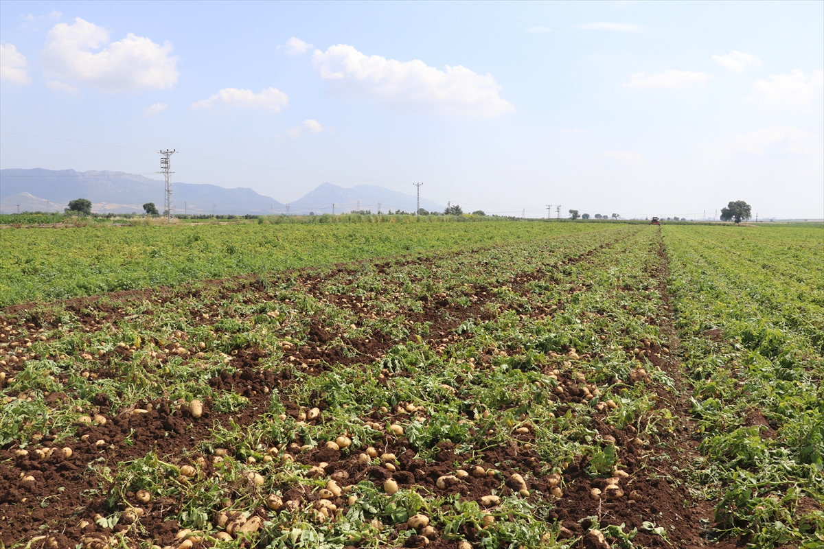 Adana'da patates ve soğan hasadı devam ediyor