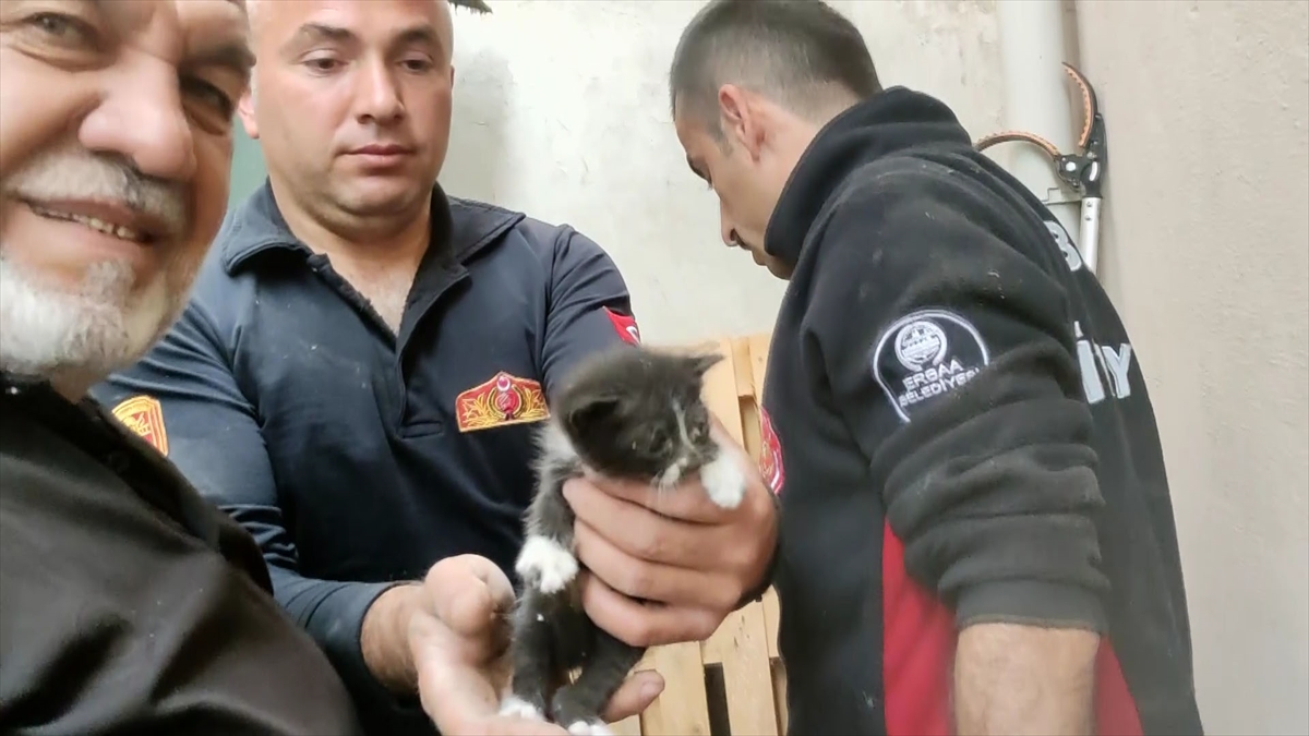 İki bina arasında mahsur kalan kedi yavrularını itfaiye kurtardı