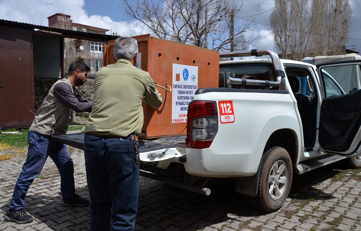 Kars’ta yaralı bulunan kızıl şahin tedaviye alındı