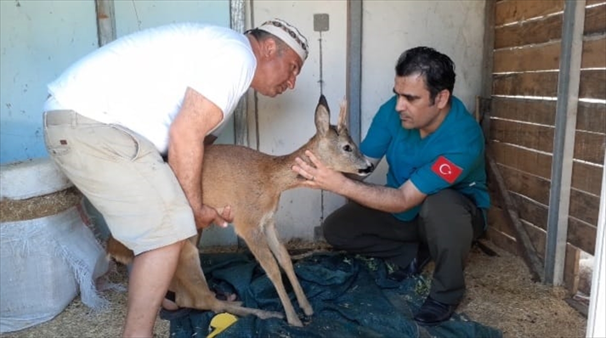 Kazdağları'nda yaralı halde bulunan karaca yavruları tedavi edildi