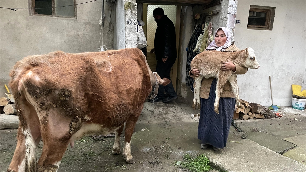 Sinop'ta su basan ahırdaki hayvanlar duvar kırılarak kurtarıldı