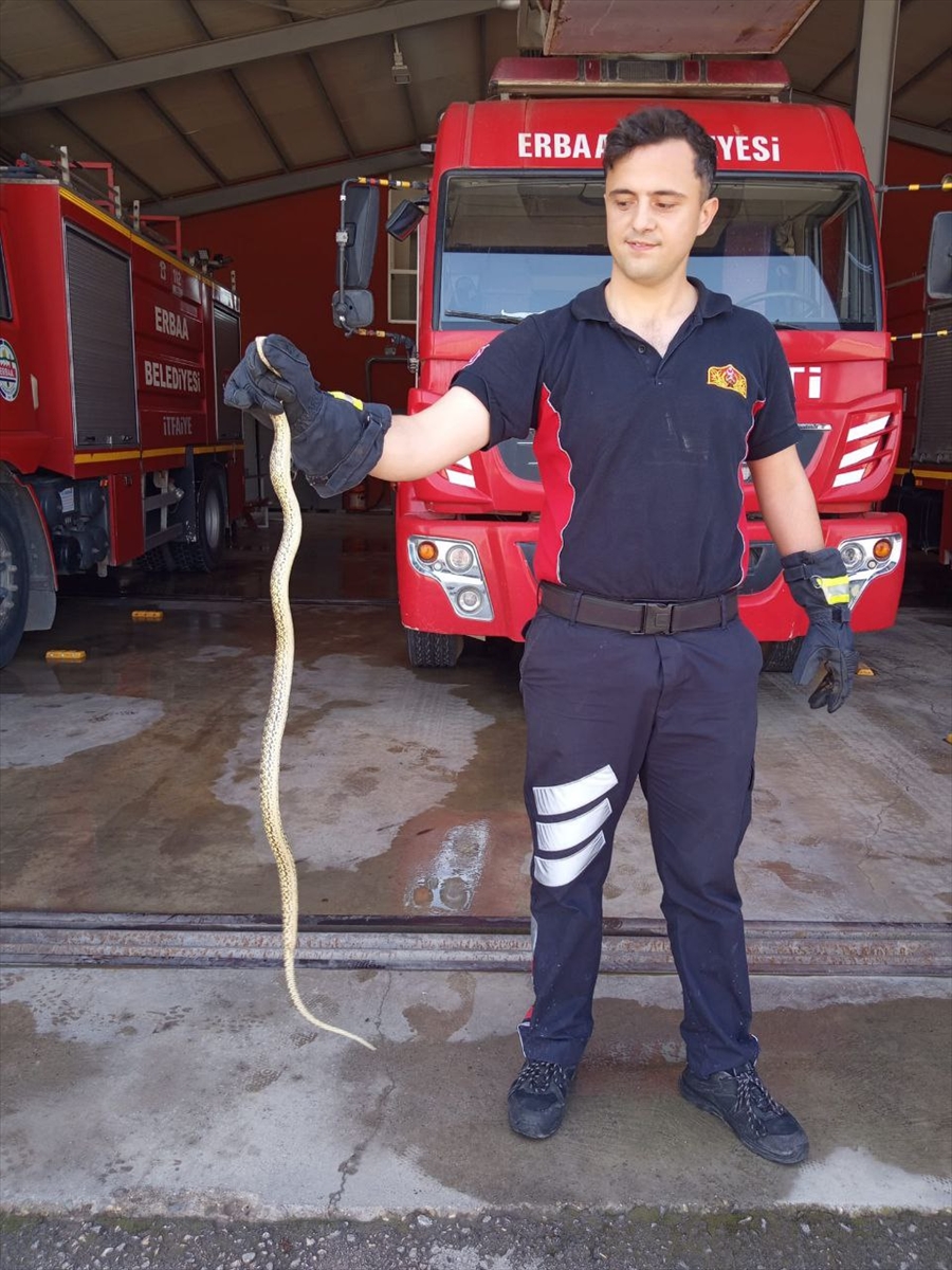 Tokat'ta otomobilin motoruna giren yılan itfaiye ekiplerince çıkarıldı